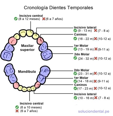 Esquema de la cronología de erupción de los dientes de leche en un niño