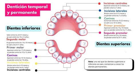 Tabla comparativa de la cantidad y tipos de dientes en la dentición temporal y permanente