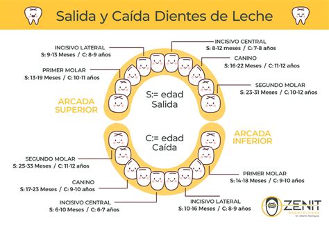 Infografía que destaca las diferencias anatómicas entre un diente de leche y un diente permanente