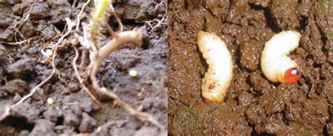 Larva de Aegorhinus superciliosus en la corona de avellano europeo
