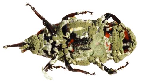 Hongo entomopatógeno BIOINIA del género Metarhizium parasitando adultos de Aegorhinus superciliosus