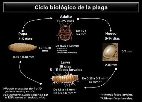 Esquema del ciclo de vida del gorgojo Aegorhinus