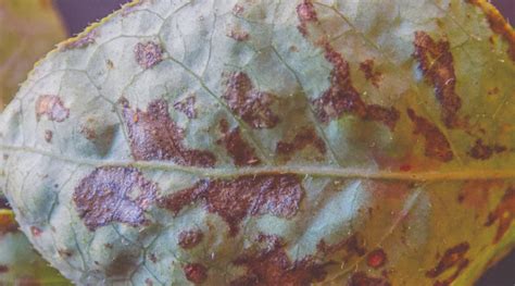 Adulto de Aegorhinus superciliosus parasitado con hongo endófito de avellano