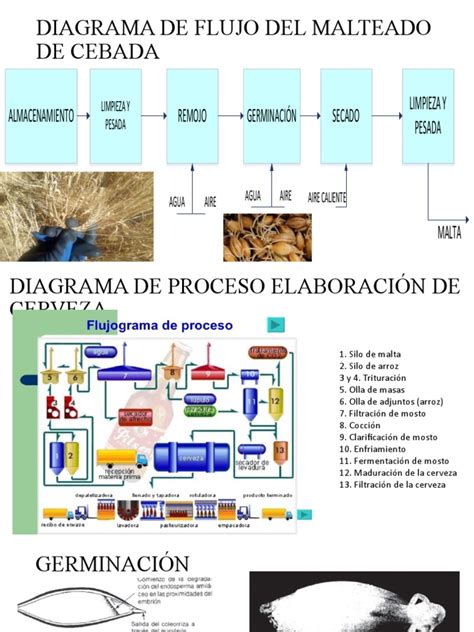 Diagrama del proceso de malteado de la cebada, desde el grano hasta el extracto.