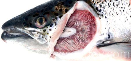 Salmón del Atlántico (Salmo salar) afectado por un cuadro clínico de Anemia Infecciosa del Salmón, mostrando branquias pálidas y exoftalmia