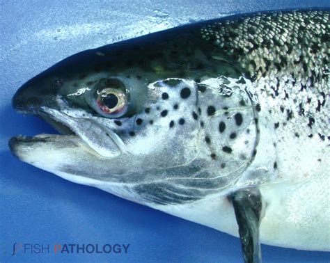 Serie de imágenes macroscópicas de Salmo salar con Anemia Infecciosa del Salmón, mostrando las patologías internas y externas descritas