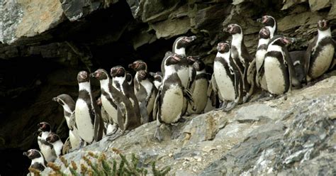 Pingüinos de Humboldt en la Isla Pan de Azúcar