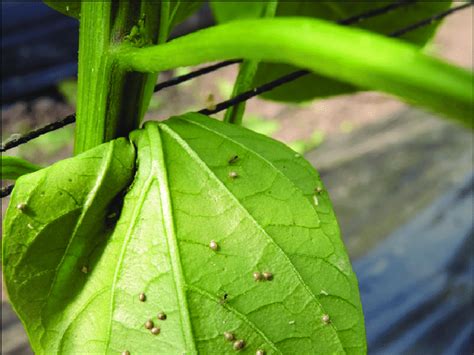 pulgones en una hoja de pimiento