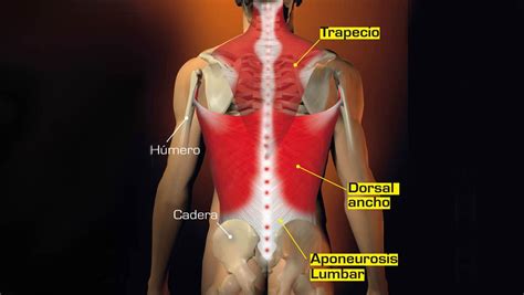 Esquema anatómico del músculo dorsal ancho con sus orígenes, inserciones y relaciones con músculos adyacentes