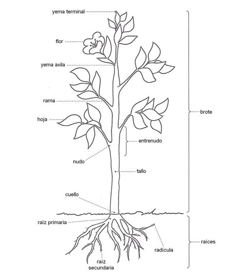 Esquema de una planta de espinaca con hojas en roseta y tallo floral