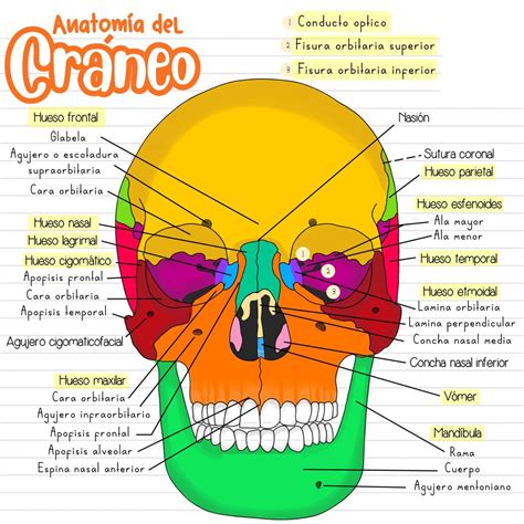 Esquema detallado de la cabeza de un cerdo, mostrando la unión del cráneo, el hocico, la garganta y las mandíbulas.
