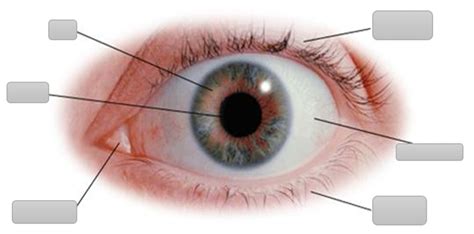 Detalle del ojo de un cerdo, mostrando la pupila, la carúncula lacrimal y la zona de audición.