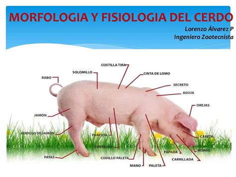 Ilustración de la cabeza de un cerdo mostrando los colmillos y la estructura de la oreja.