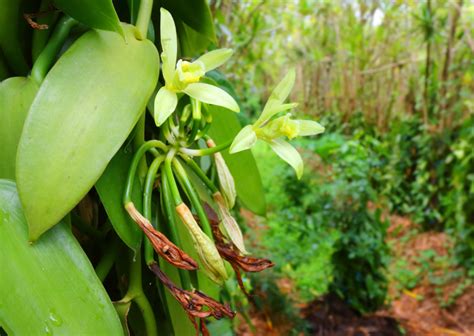 Campo de cultivo de orquídeas de vainilla en flor