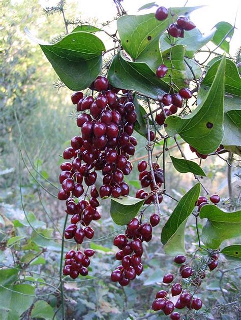 Ilustración botánica de la planta de zarzaparrilla (Smilax aspera) con raíces y frutos