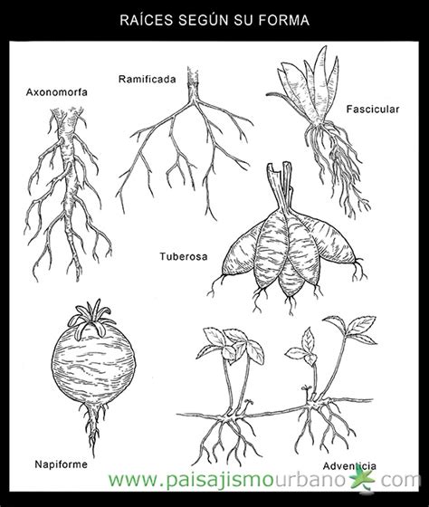 Diferentes tipos de raíces de zarzaparrilla secas, en polvo y en infusión