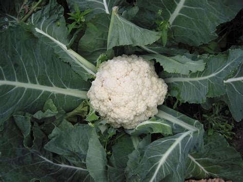 Inflorescencia de coliflor blanca en un campo de cultivo