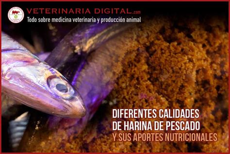 Esquema comparativo de harina de pescado blanca y oscura, resaltando los procesos y materias primas