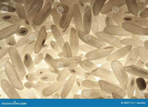 Fotografía: Pentatómido del arroz (Lagynotomus elongatus) y granos de arroz dañados