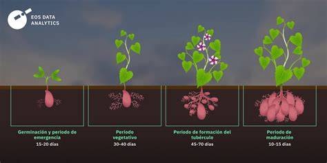 Ilustración de la siembra de brotes de batata en un campo