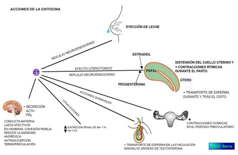 Infografía: Mecanismos de acción de la oxitocina natural y sintética en el útero