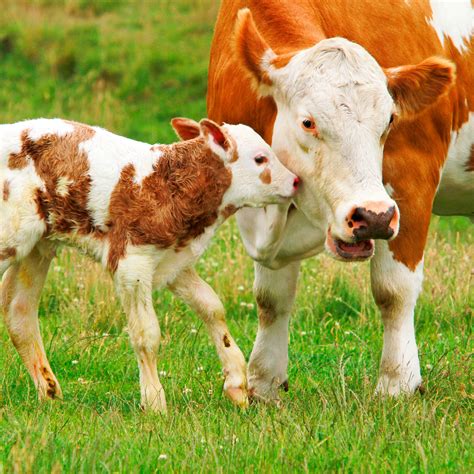 Vaca y su ternero en un pastizal, simbolizando el vínculo materno-filial.