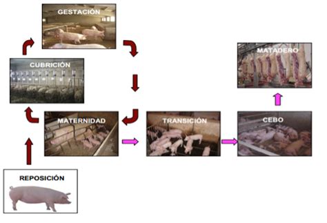 Esquema del proceso de producción: desde la cría en Slow Farm hasta la curación en las instalaciones de Sierra Nevada.