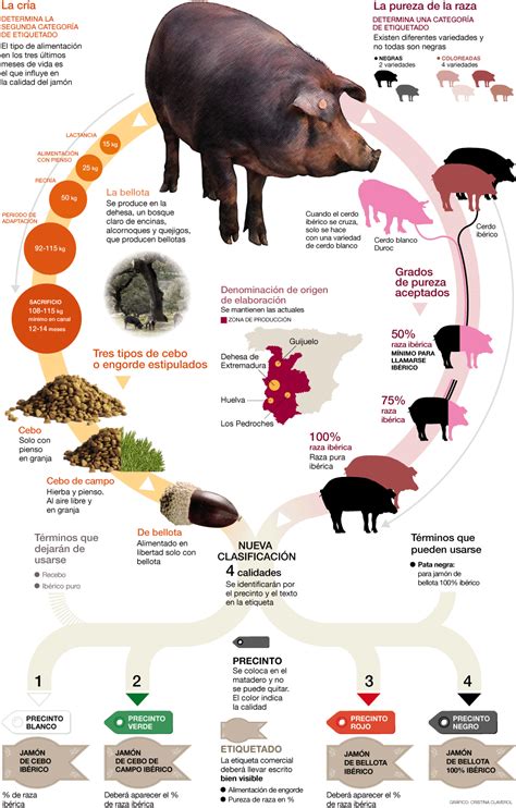 Infografía: Ciclo de vida del cerdo ibérico en la dehesa durante la montanera