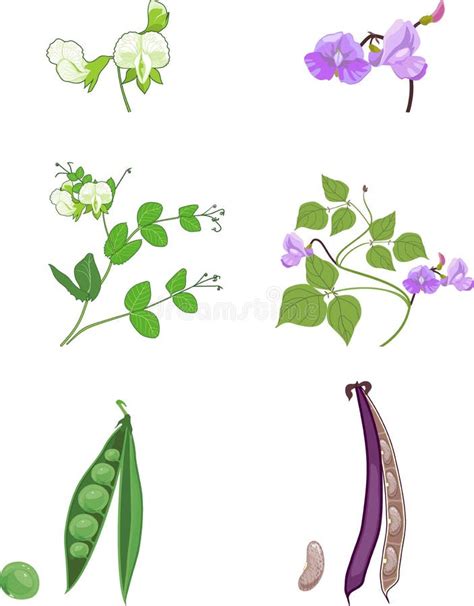 Ilustración de una planta de arveja con flores y vainas.