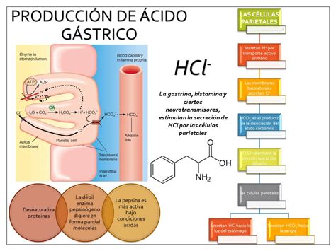 Esquema del estómago mostrando el proceso de producción de ácido gástrico y el esfínter esofágico inferior.