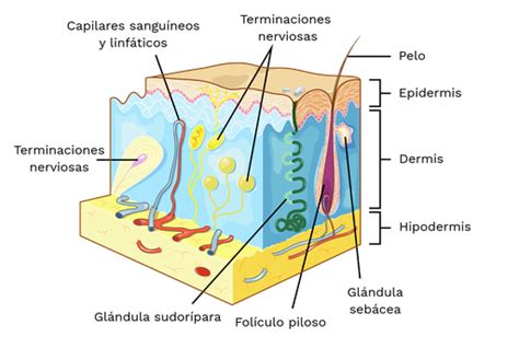 Esquema de las capas de la piel mostrando una zona con sarpullido y picazón.
