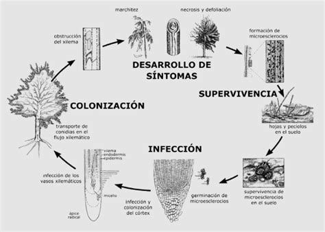 Esquema ilustrativo del ciclo de vida del hongo Aspergillus niger en el suelo y su interacción con las raíces de las plantas.