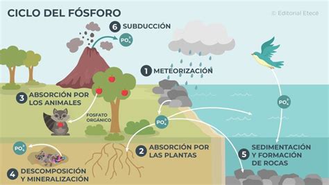 Infografía mostrando la liberación de fósforo y potasio bloqueado en el suelo mediante la acción enzimática del hongo.