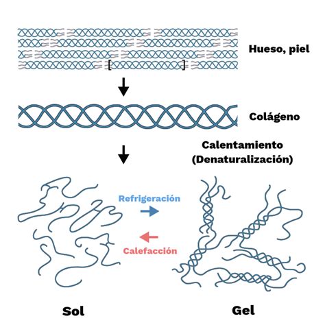Esquema sobre la estructura molecular de la gelatina y su comportamiento al contacto con líquidos calientes y fríos.