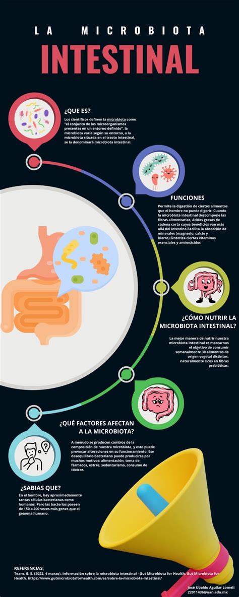 Infografía comparando una microbiota intestinal sana (diversa) con una alterada por la dieta (menos diversidad, predominio de ciertas bacterias).