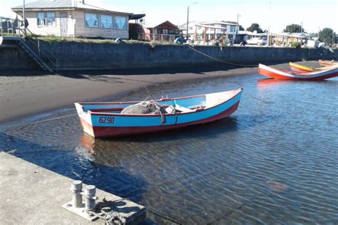 Pescadores artesanales en Caleta La Barra con salmón Chinook