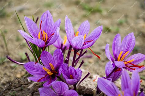 Campo de flores de Crocus sativus en floración