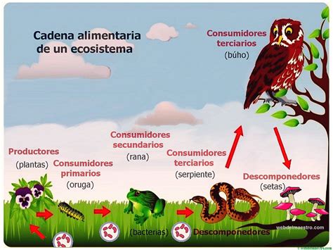 Esquema de la cadena alimentaria desde la granja hasta la mesa destacando puntos críticos de contaminación