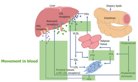 Esquema del proceso de absorción de colesterol en el intestino y su metabolismo