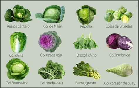 Variedad de coles de Bruselas y brócoli frescos