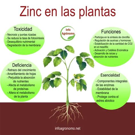 Esquema de la importancia del zinc en las plantas