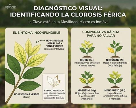 Ejemplos de clorosis intervenal en hojas