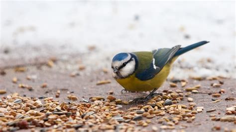 Pájaros comiendo granos de arroz en el suelo