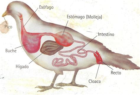 Diagrama del sistema digestivo de un ave