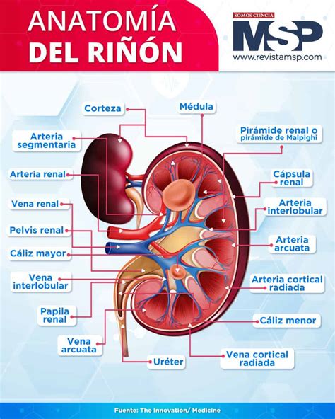 Esquema de un riñón con indicaciones sobre dieta y salud