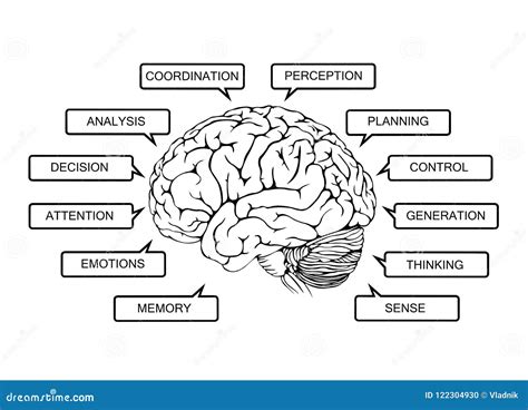 esquema o dibujo de un cerebro humano