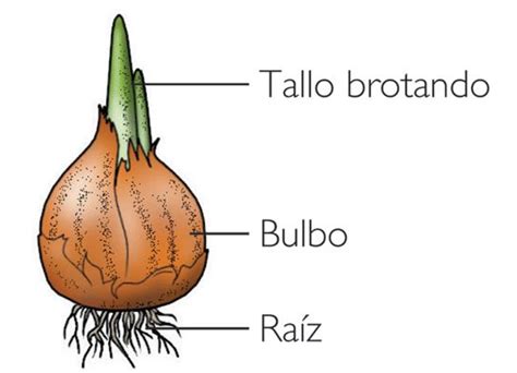 Esquema de un bulbo vegetal con sus partes principales