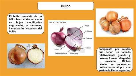 Ilustración comparativa de un bulbo tunicado (cebolla) y un bulbo escamoso (ajo)