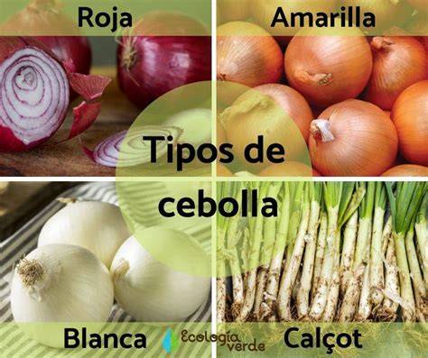 Tipos de cebollas (blanca, morada, amarilla)