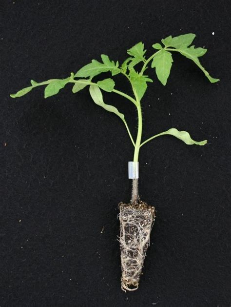 Planta de tomate injertada sobre patata produciendo frutos